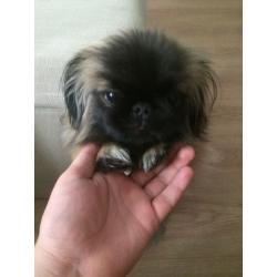 Pekingese puppy