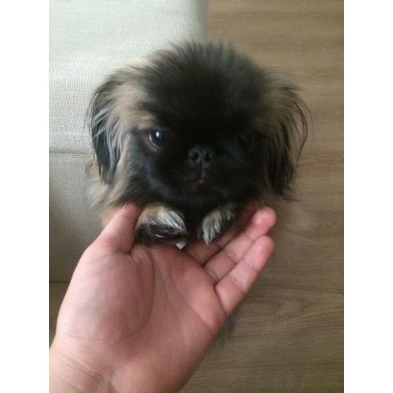 Pekingese puppy