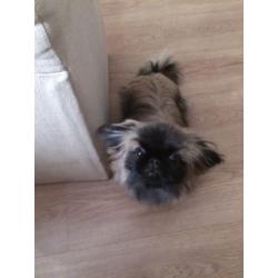 Pekingese puppy