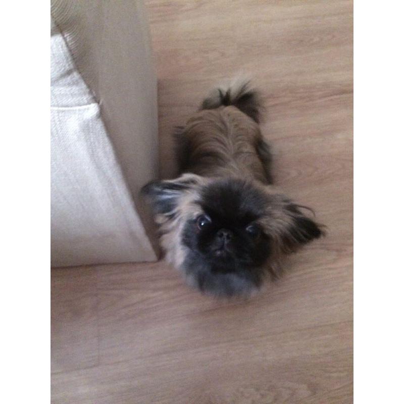 Pekingese puppy