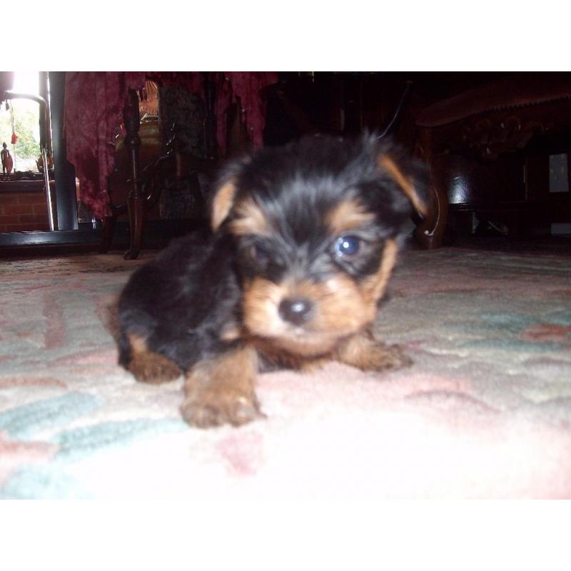 YORKIPOO GIRL PUPPY