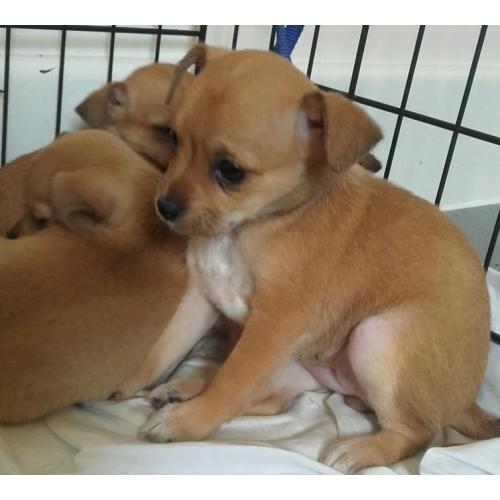 Jack russell puppies ready now