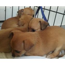 Jack russell puppies ready now