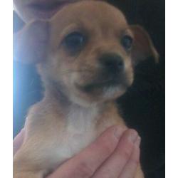 Jack russell puppies ready now