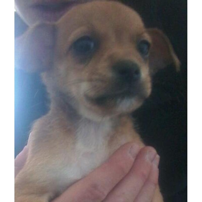 Jack russell puppies ready now