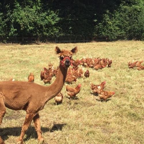 Laying hens