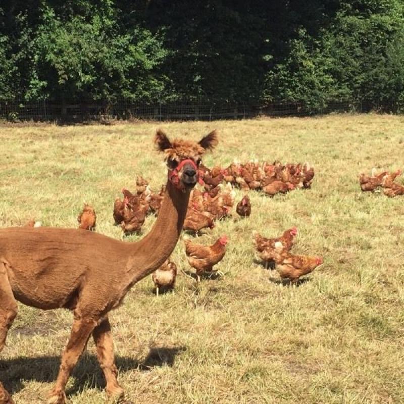 Laying hens