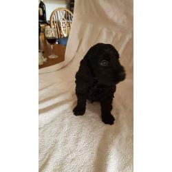 miniture labradoodle puppies