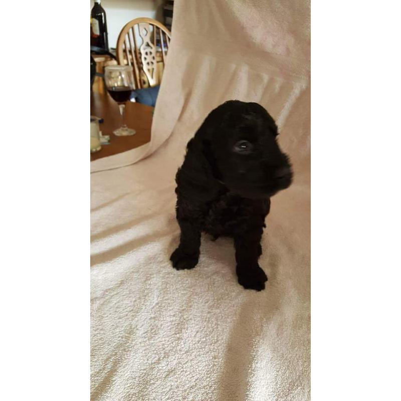 miniture labradoodle puppies