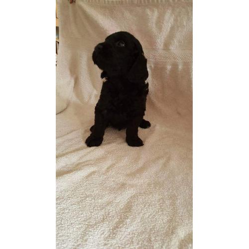 miniture labradoodle puppies