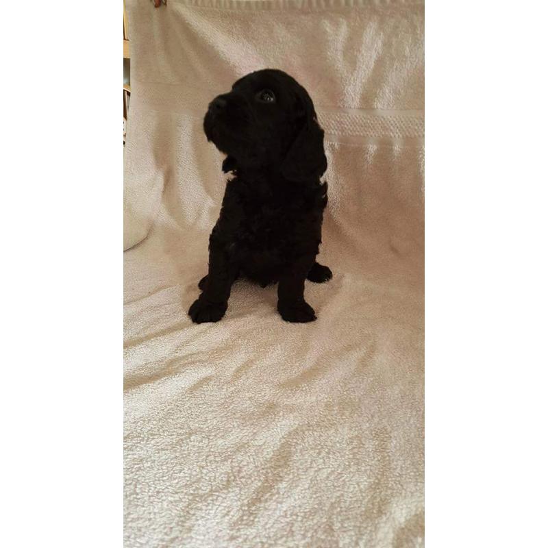 miniture labradoodle puppies