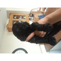 miniture labradoodle puppies