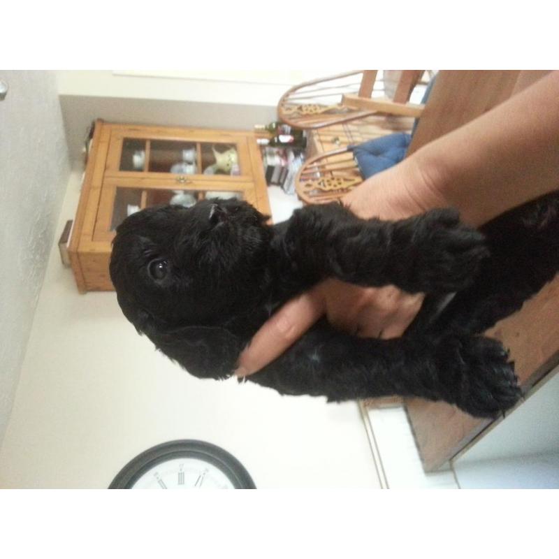 miniture labradoodle puppies