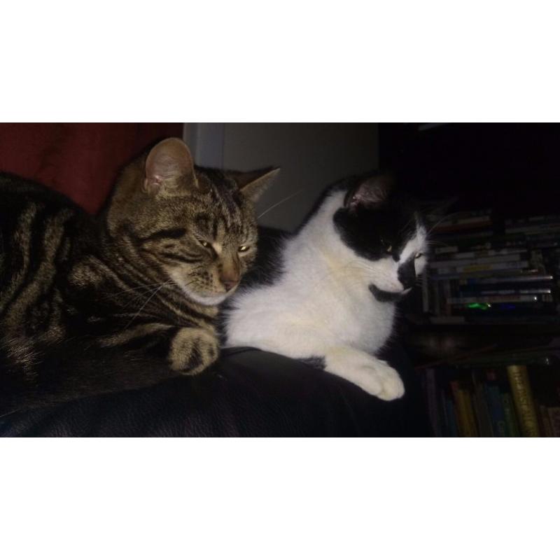 2 male cats
