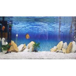 fish tank 4ft