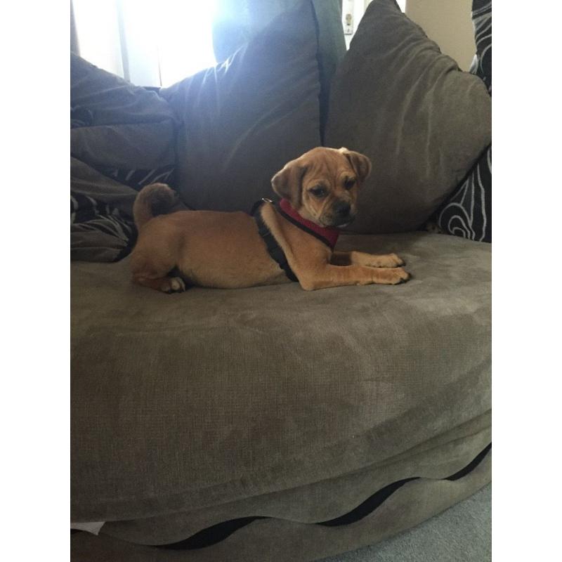Puggle Puppy