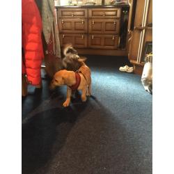 Puggle Puppy