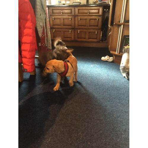 Puggle Puppy