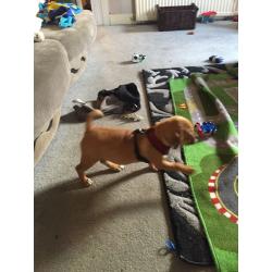 Puggle Puppy