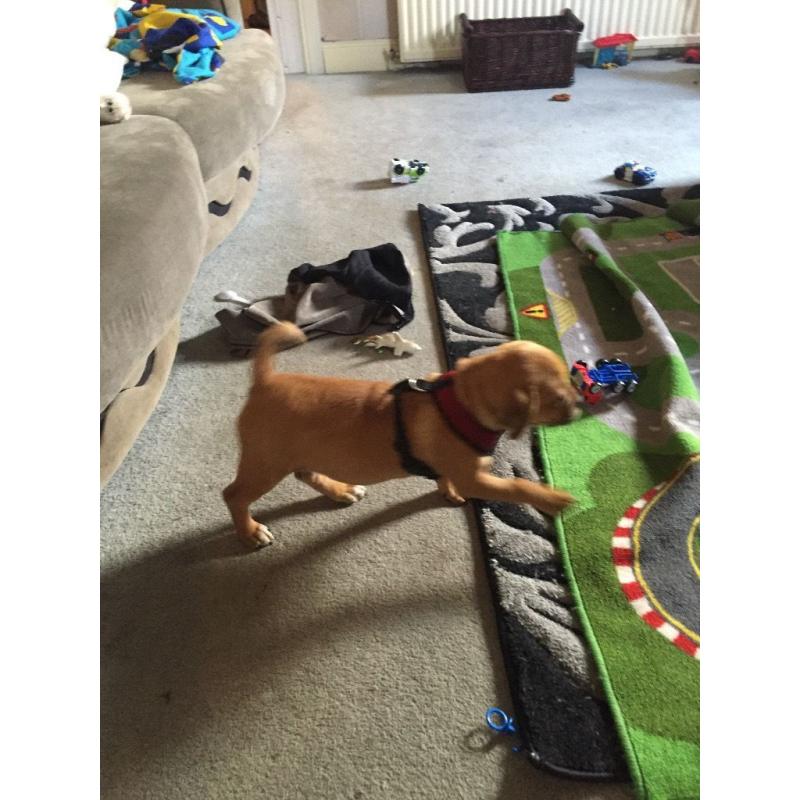 Puggle Puppy