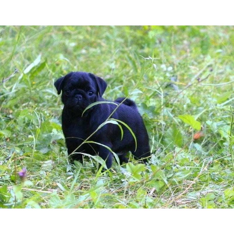 STUNNING IKC REG BLACK PUG PUPPIES