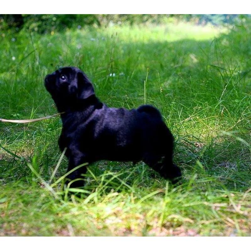 STUNNING IKC REG BLACK PUG PUPPIES