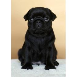 STUNNING IKC REG BLACK PUG PUPPIES