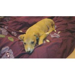 10 week old male saluki x whippet x greyhound