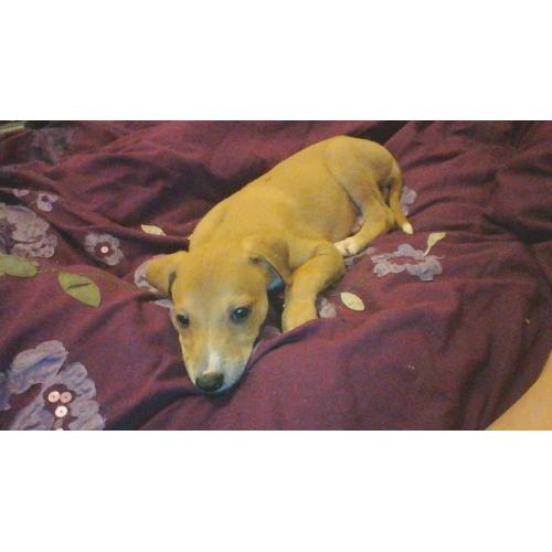 10 week old male saluki x whippet x greyhound