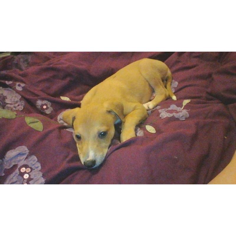 10 week old male saluki x whippet x greyhound