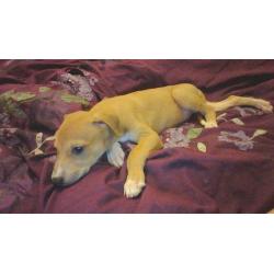 10 week old male saluki x whippet x greyhound