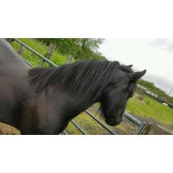 Small pony