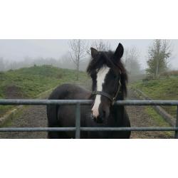 Small pony