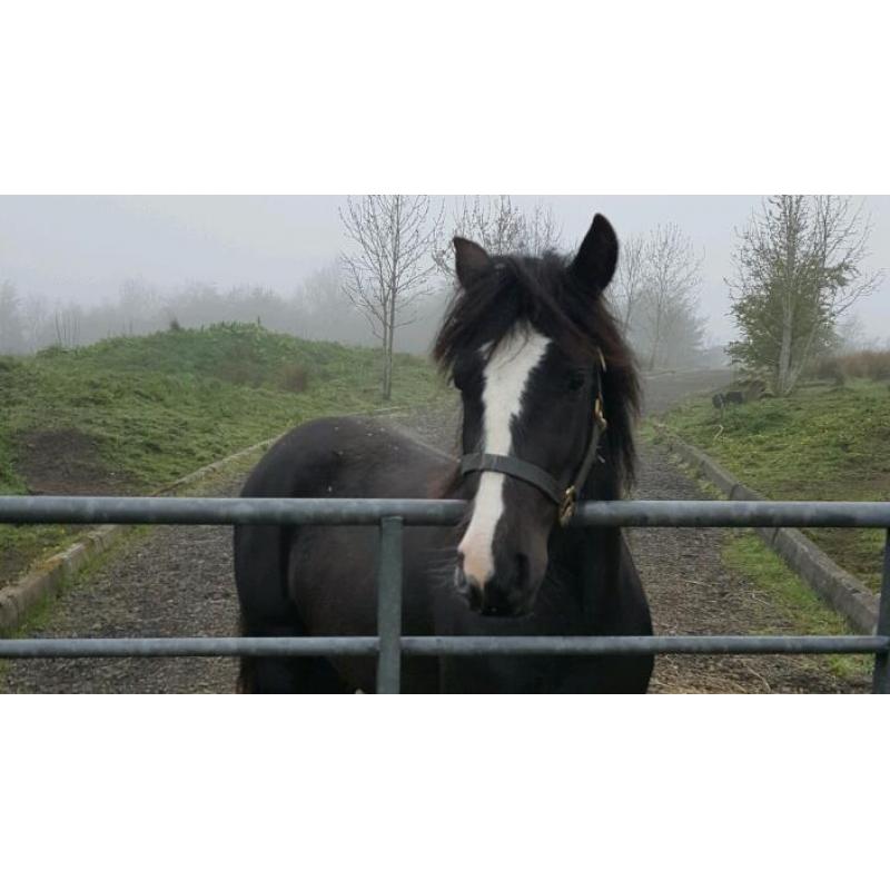 Small pony