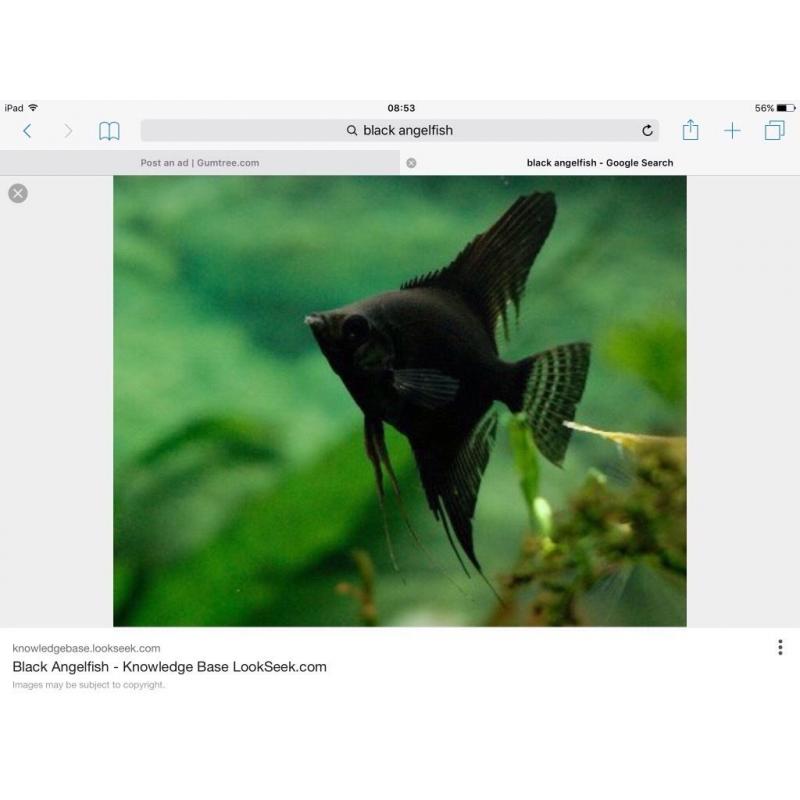Fish for sale