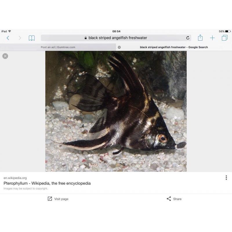 Fish for sale