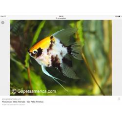 Fish for sale