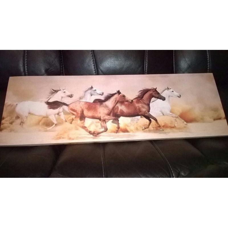 *** Picture of beautiful horses***