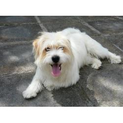 Jack Russell cross, for sale