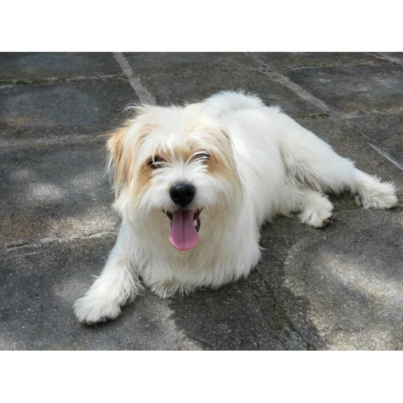 Jack Russell cross, for sale