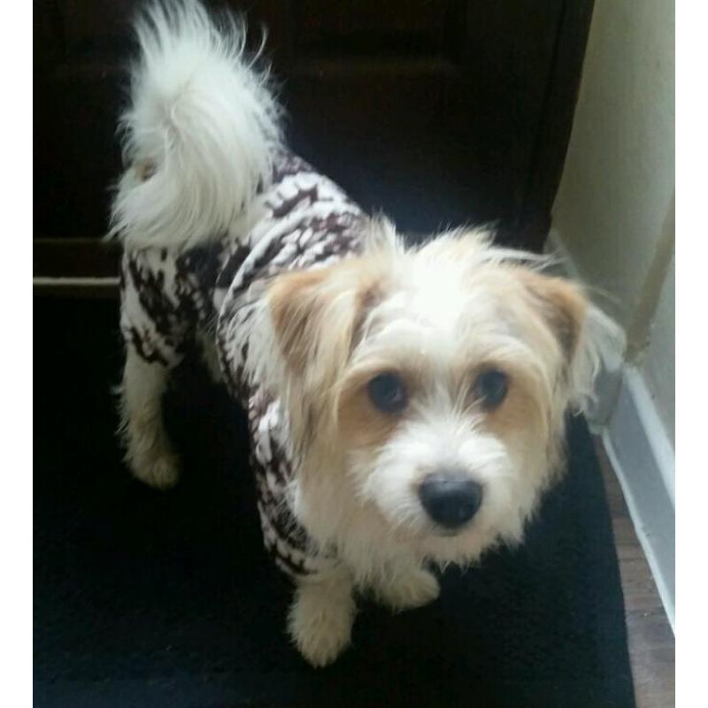 Jack Russell cross, for sale