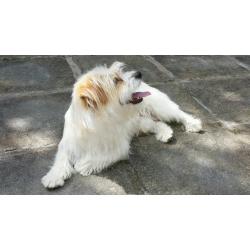 Jack Russell cross, for sale
