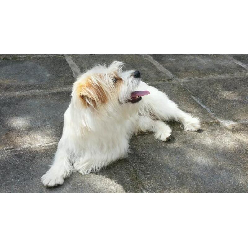Jack Russell cross, for sale