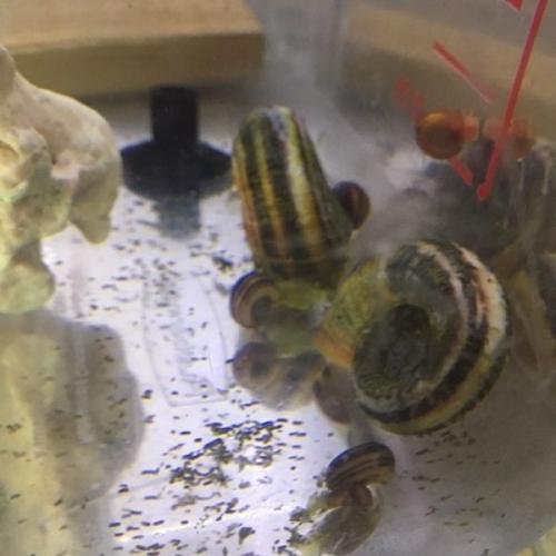 Giant Colombian ramhorn snails