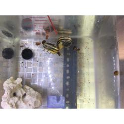 Giant Colombian ramhorn snails