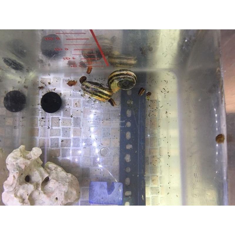 Giant Colombian ramhorn snails
