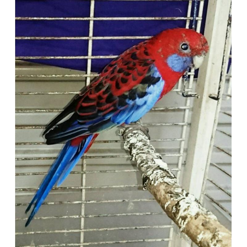 Beautiful Crimson Rosella Parrot