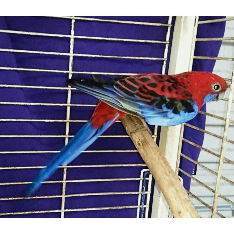 Beautiful Crimson Rosella Parrot