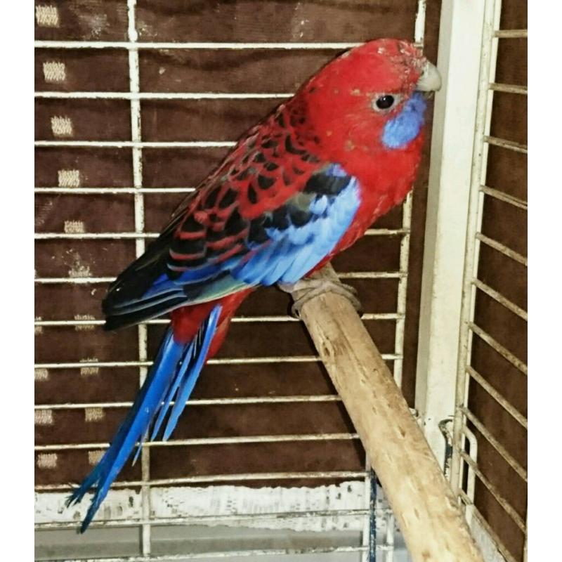 Beautiful Crimson Rosella Parrot