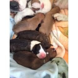 !!! Big chunky Staffordshire bull terrier puppies for sale !!!!
